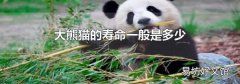 大熊猫的寿命一般是多少