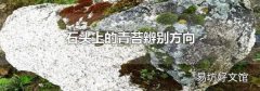 石头上的青苔辨别方向