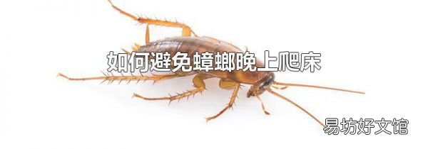 如何避免蟑螂晚上爬床