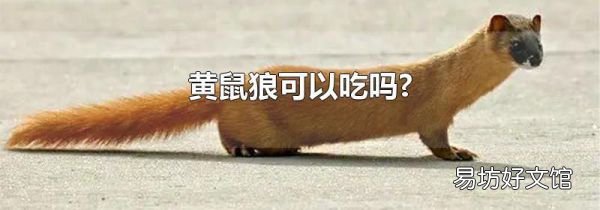 黄鼠狼可以吃吗?