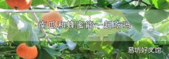 南瓜和蜂蜜能一起吃吗