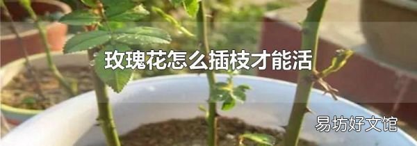 玫瑰花怎么插枝才能活