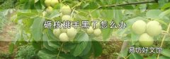 砸核桃手黑了怎么办