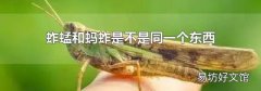 蚱蜢和蚂蚱是不是同一个东西