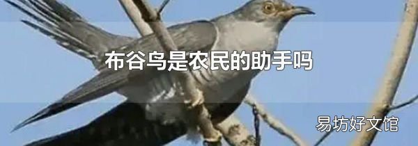 布谷鳥是農(nóng)民的助手嗎