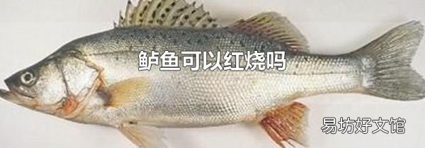 鲈鱼可以红烧吗