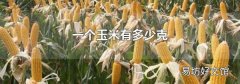 一个玉米有多少克