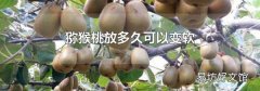 猕猴桃放多久可以变软