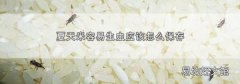 夏天米容易生虫应该怎么保存