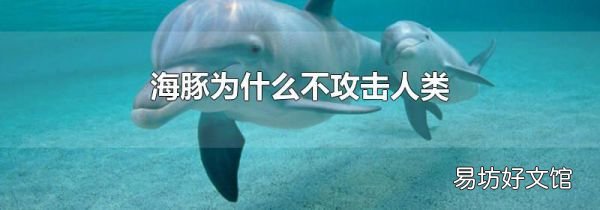 海豚为什么不攻击人类