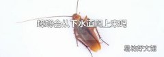蟑螂会从下水道爬上来吗