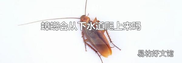 蟑螂会从下水道爬上来吗