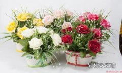 仿真花卉的选购知识和保养方法