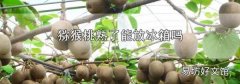 猕猴桃熟了能放冰箱吗