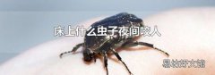 床上什么虫子夜间咬人