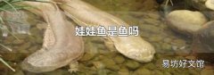 娃娃鱼是鱼吗