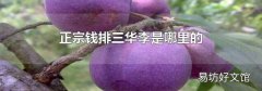 正宗钱排三华李是哪里的