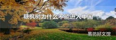 糖枫树为什么不能进入中国