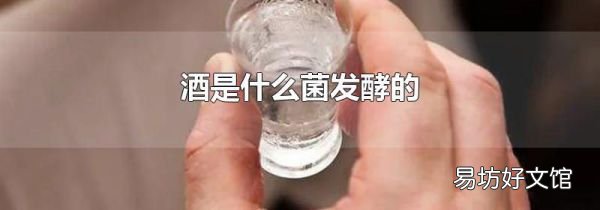 酒是什么菌发酵的