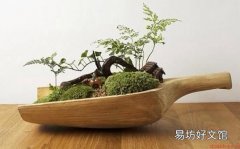 花器的搭配与清洁方法