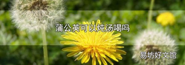 蒲公英可以炖汤喝吗