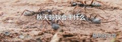 秋天蚂蚁会干什么