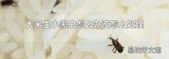 大米生小黑虫怎么办该怎么处理