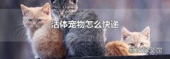 活体宠物怎么快递