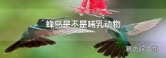 蜂鸟是不是哺乳动物