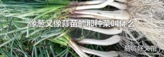 像葱又像蒜苗的那种菜叫什么