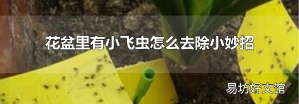 花盆里有小飛蟲怎么去除小妙招