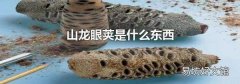 山龙眼荚是什么东西