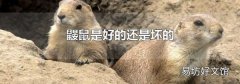 鼹鼠是好的还是坏的