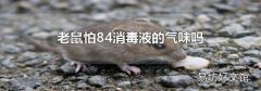老鼠怕84消毒液的气味吗
