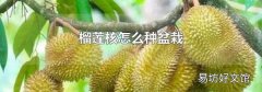 榴莲核怎么种盆栽