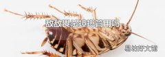 敌敌畏杀蟑螂管用吗