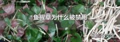 鱼腥草为什么被禁用