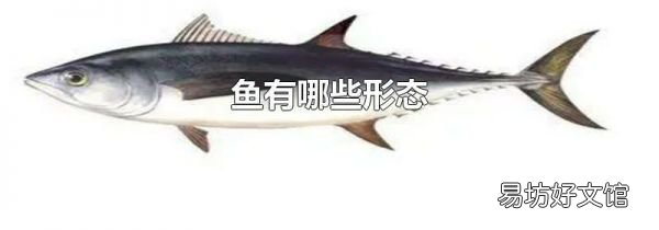 魚(yú)有哪些形態(tài)