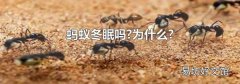 蚂蚁冬眠吗?为什么?