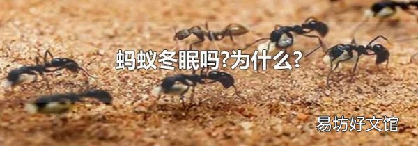 蚂蚁冬眠吗?为什么?