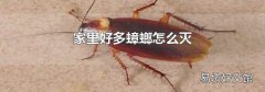 家里好多蟑螂怎么滅