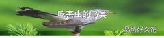 吃害蟲的鳥類