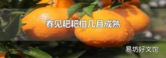 春见耙耙柑几月成熟