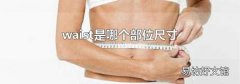 waist是哪个部位尺寸