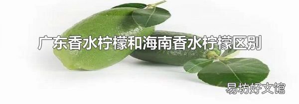 广东香水柠檬和海南香水柠檬区别
