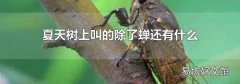 夏天树上叫的除了蝉还有什么