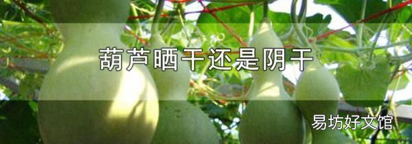 葫芦晒干还是阴干