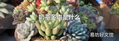 奶茶多肉是什么