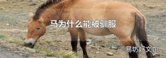 马为什么能被驯服