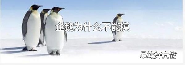 企鵝為什么不能摸